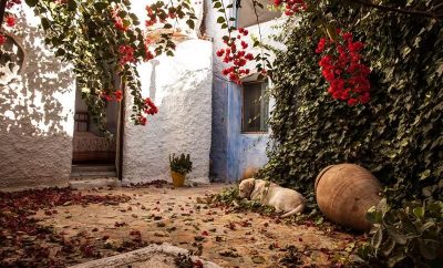 Aloe vera – Casa Añil